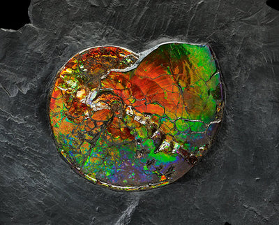 Fascinating Mix of Nature's Finest Treasures Set to Hit the Auction Block Today