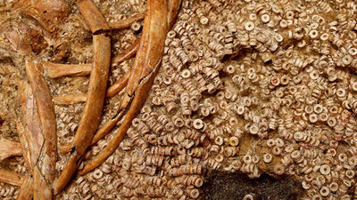 270,000 Crafted Beads Help Tell Story of High-Status Women 5,000 Years Ago