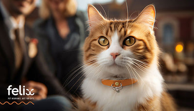 Include Your Kitty in a 'Purr-fect Proposal' for Chance to Win Cash Towards a Ring
