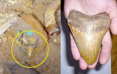 Did the Subs Scanning Titanic Wreckage Spot a Megalodon-Tooth Necklace?