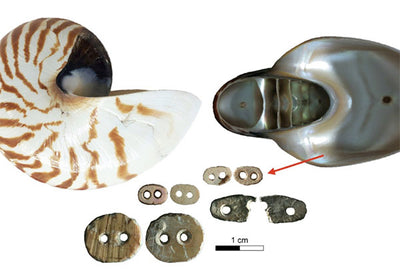 Nautilus Shell Adornments Were All the Rage 12,000 Years Ago in Indonesia